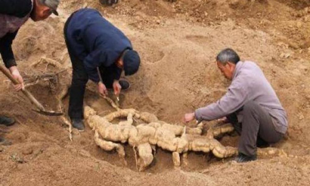 Корень поли. Выкопанный корень женьшеня. Рыбу выкапывают из земли в Азии. Выкопка скал. Рыбы выкапывают декорации.