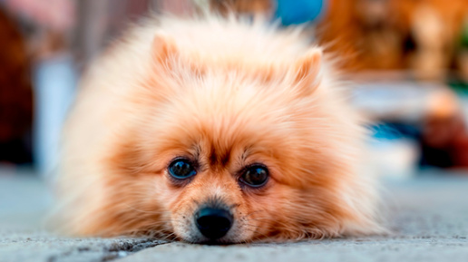 Пригляди за ним, Нюся