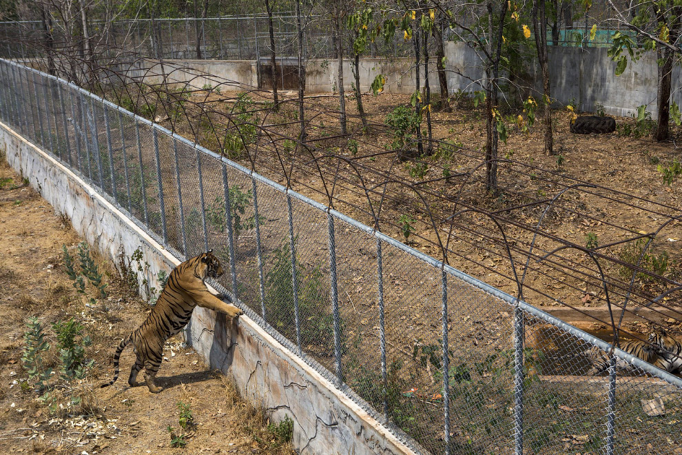 Разделенные забором