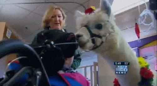 Истории о преданности домашних питомцев﻿ 