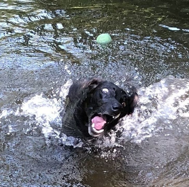 собака ловит мяч в воде