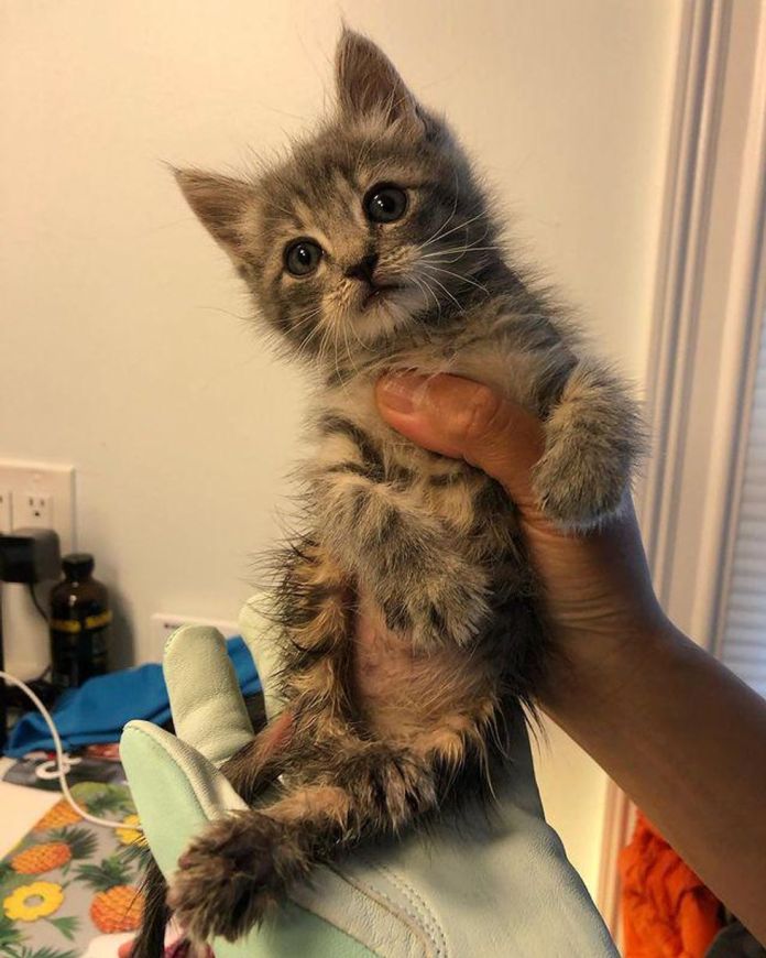 Без кота и жизнь не та