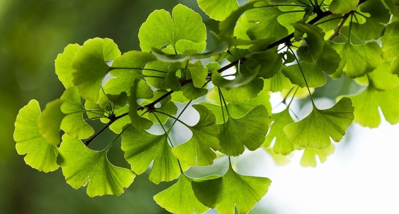 Деревья гинкго — уникальные, почти бессмертные растения