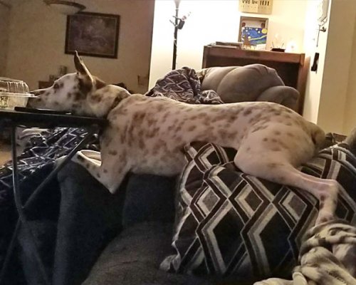 Смешные собаки, которые перенесли странность аж в другое измерение 