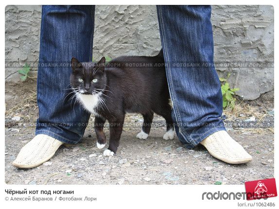 Правила кошек Правила кошек