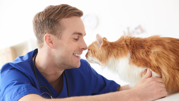 Мой ласковый и нежный зверь: доказано, кошки формируют психологическую зависимость - похожая новость на Toplenta