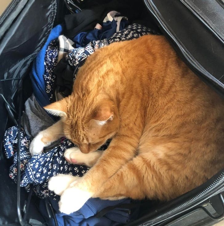 рыжий кот спит на вещах в чемодане