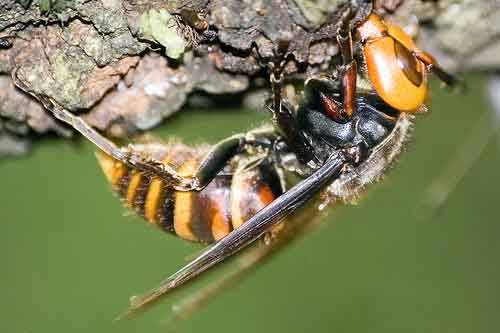 Пять самых ужасных насекомых планеты интересное