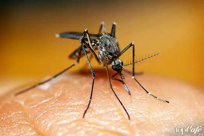 Виды опасных комаров