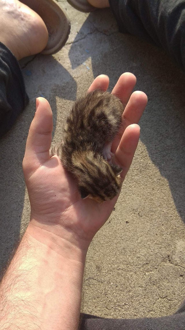 20 крошечных котят, про которых ласково говорят «ладошечные» 20 крошечных котят, про которых ласково говорят «ладошечные»