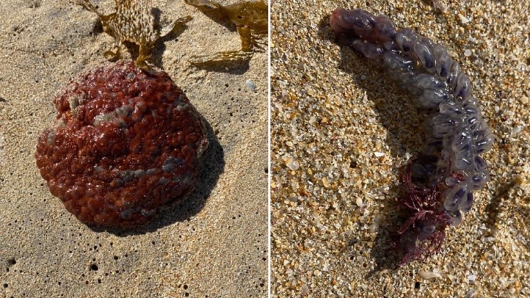 Необычные существа обнаружены на австралийском пляже