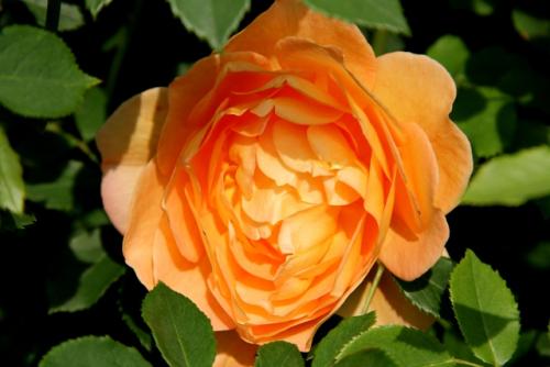 Ответы на ВОПРОСЫ и комментарии.