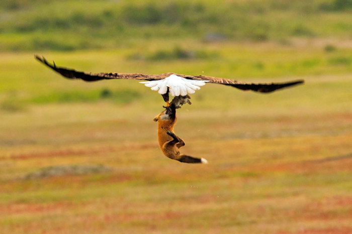 Наглый орёл всё ещё пытается отобрать добычу у лисы, поднимая рыжую в воздух. Автор: Kevin Ebi.