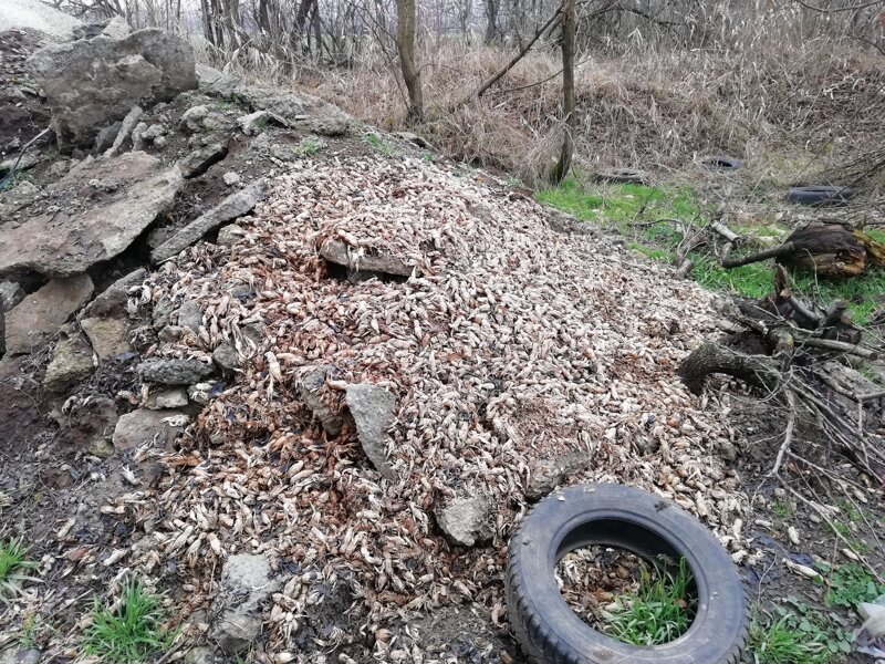 Про мусорный коллапс в Краснодаре Про мусорный коллапс в Краснодаре