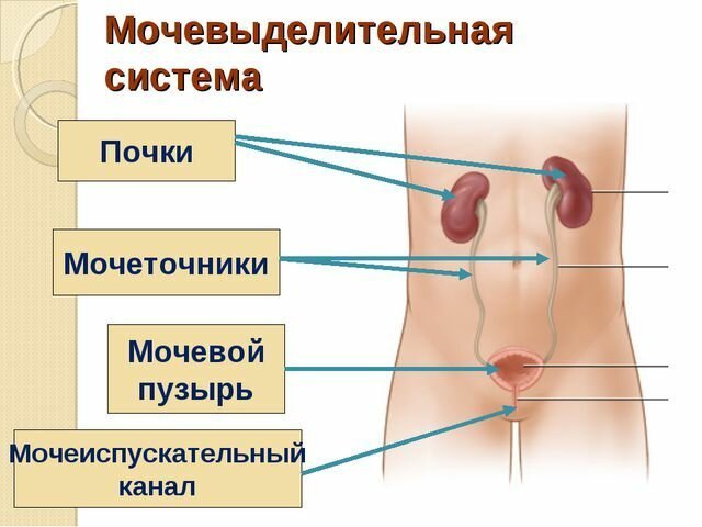 Функционирование человеческого организма