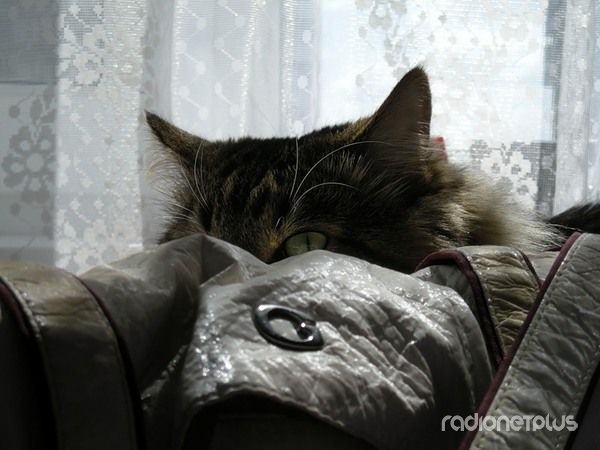 Правила кошек Правила кошек