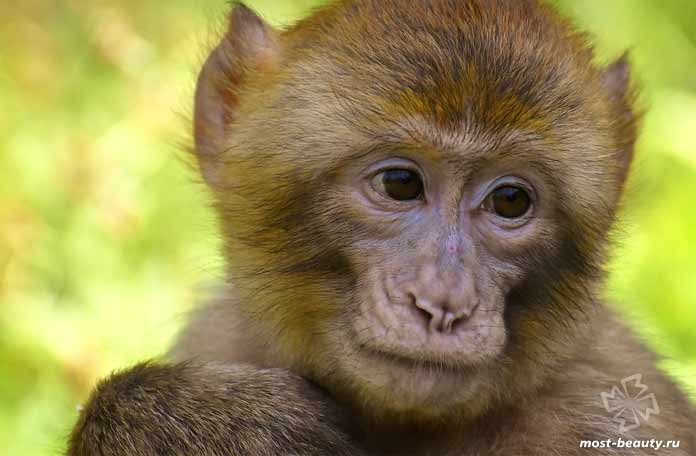 Самые красивые виды обезьян: Магот. CC0