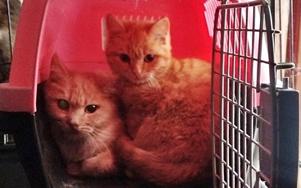 Девять домашних кошек оказались выброшены на крышу магазина в Рязани