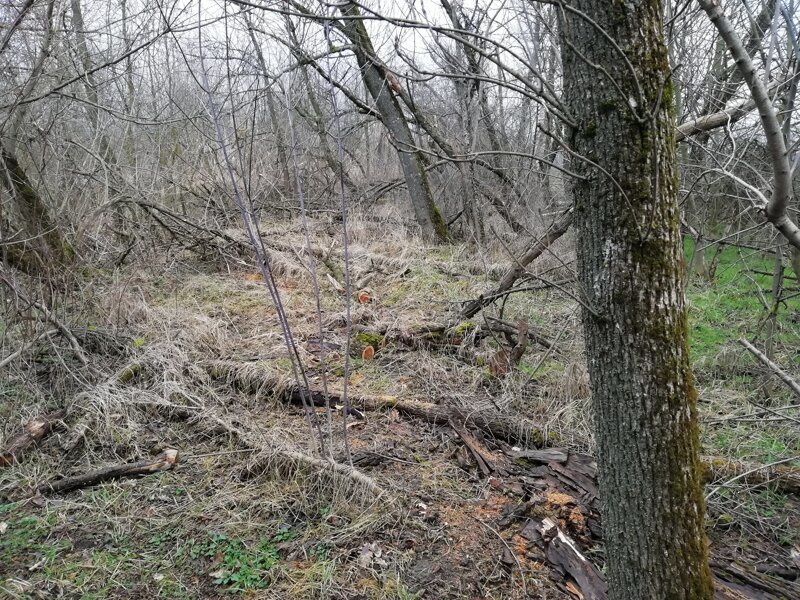 Про мусорный коллапс в Краснодаре Про мусорный коллапс в Краснодаре