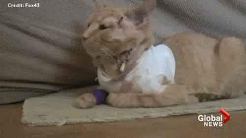 Истории о преданности домашних питомцев﻿