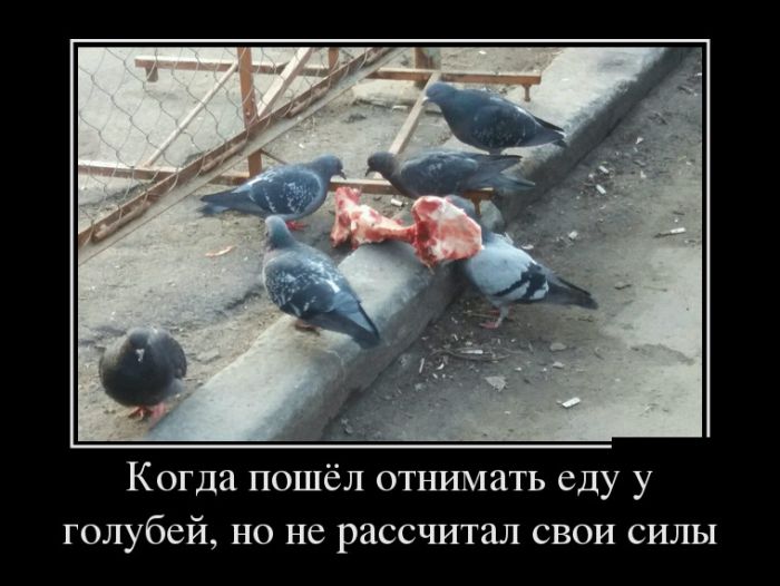 Веселые демотиваторы для хорошего настроения в субботу Веселые демотиваторы для хорошего настроения в субботу демотиваторы свежие,приколы,смешные демотиваторы,юмор