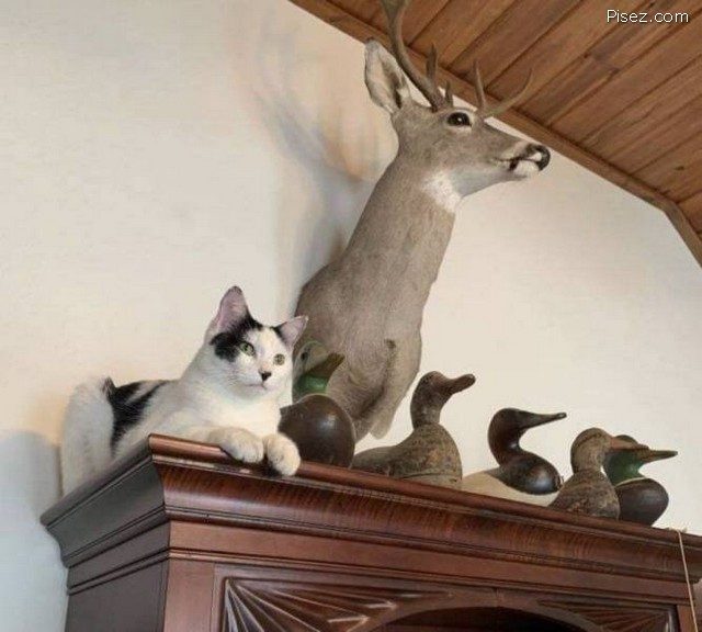 Приколы февраля 2021. Финал позитив,смешные картинки,юмор