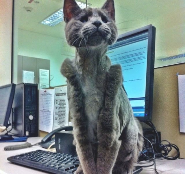 Мой хозяин... ну вы поняли животные, кошки, прикол, фото, хозяева, юмор