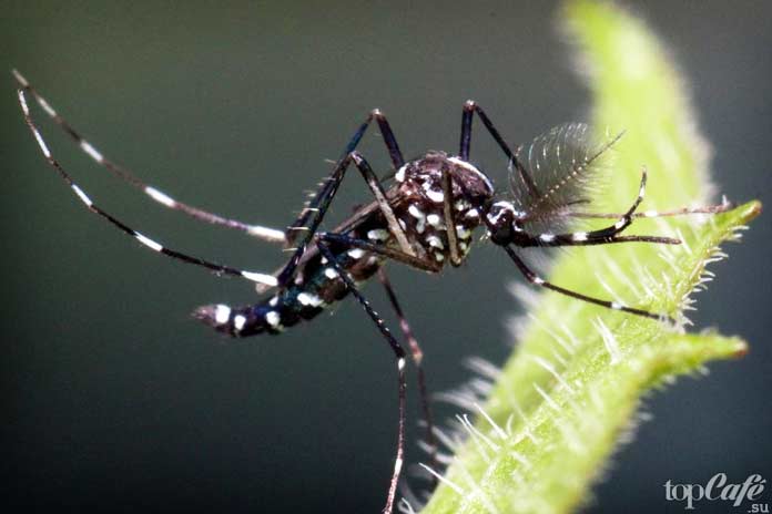 Самые опасные комары: Aedes albopictus