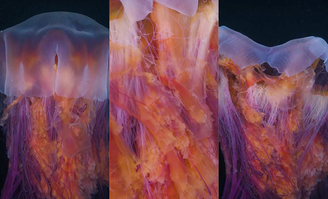 Дайвер впервые снял на видео гигантскую медузу-львиногрива длиной 30 метров