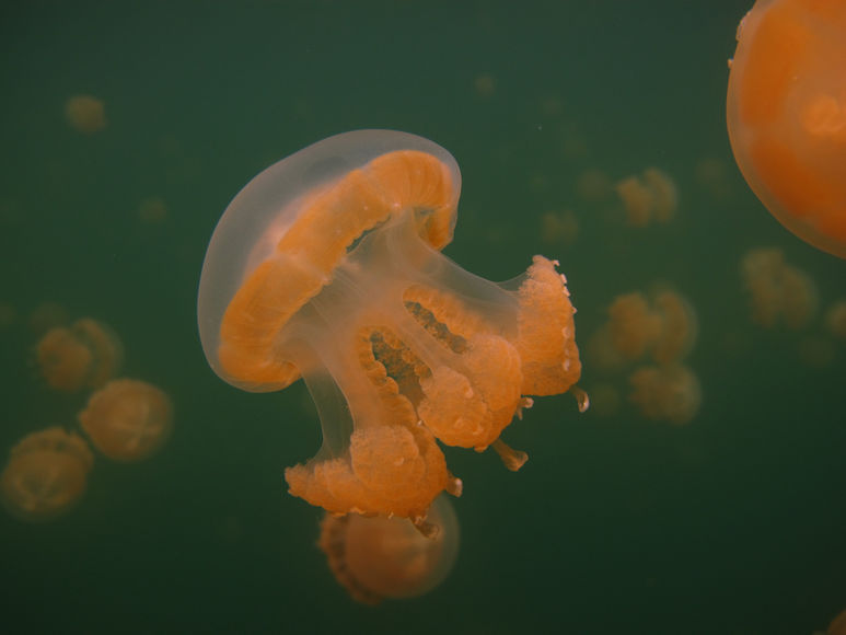 Из Озера Медуз исчезают медузы