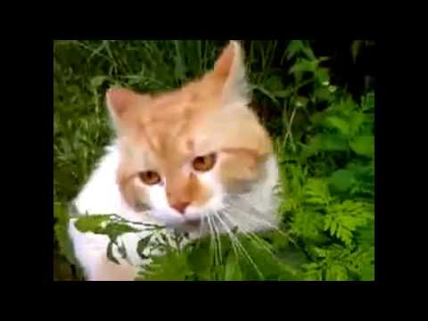 Злой кот охраняет свой огород