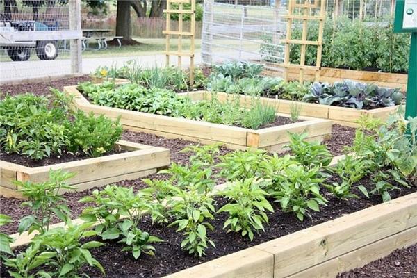 Ограждения для грядок: зачем, из чего и как Ограждения для грядок: зачем, из чего и как