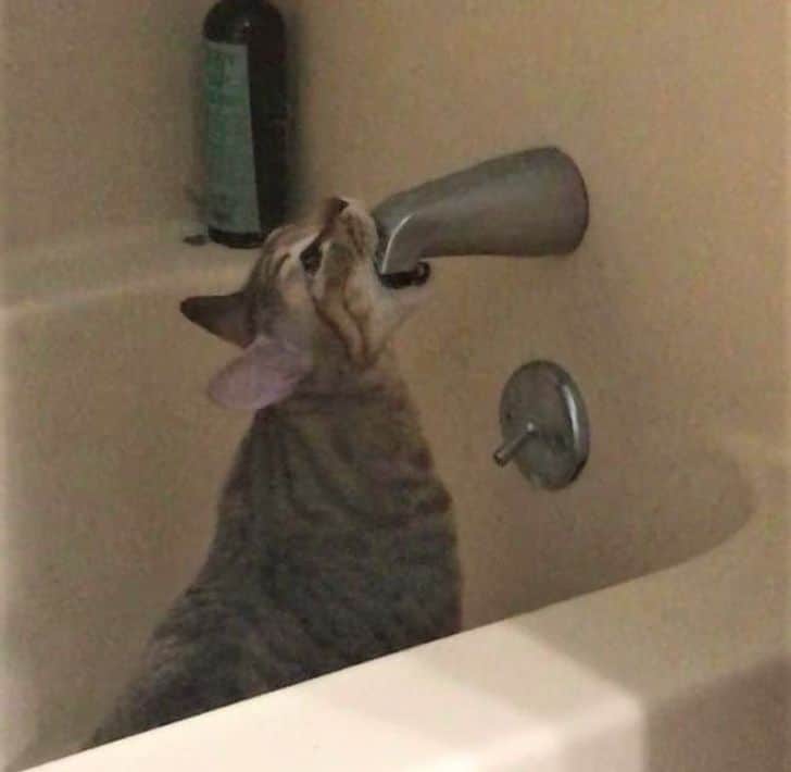 кот кусает кран, сидя в ванне