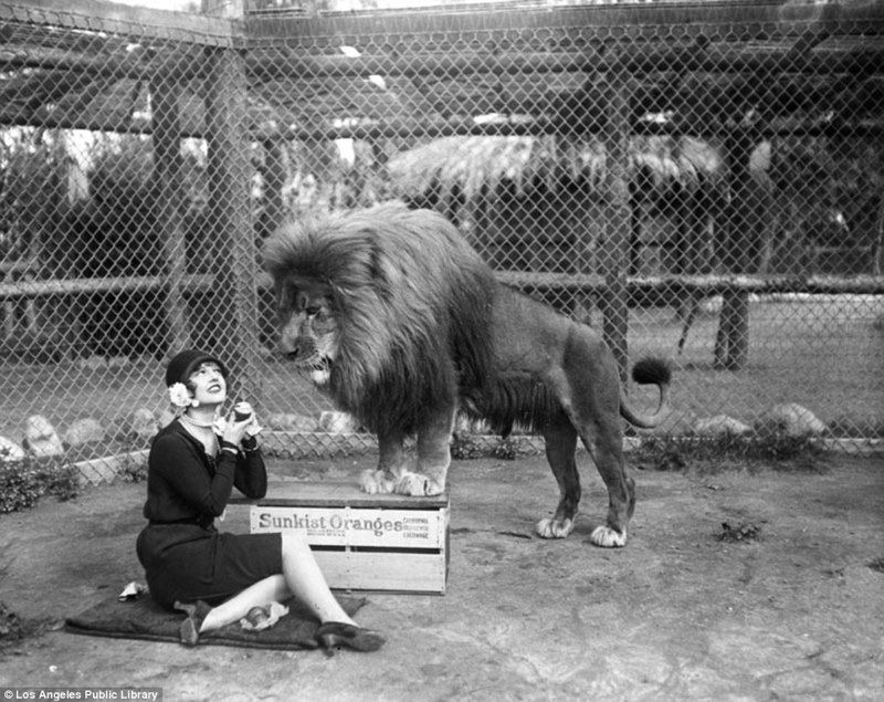 Знаменитая "голливудская львиная ферма": архивные фотографии 1925 - 1942 гг архивные снимки, архивные фото, дрессированные, дрессировщик, лев, львы, сша