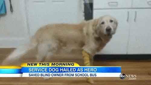 Истории о преданности домашних питомцев﻿ 