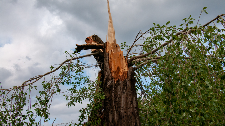 Shot: в Красногорске скончалась девочка, на которую рухнуло дерево