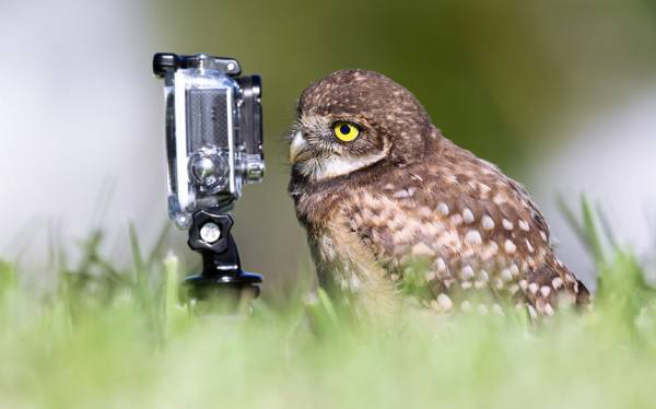 entries-from-the-2015-comedy-wildlife-photography-awards-show-the-funny-side-of-wildlife-photos-4