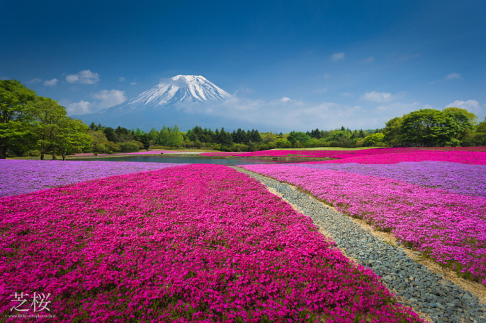 На фоне поля розового мха, Япония.
