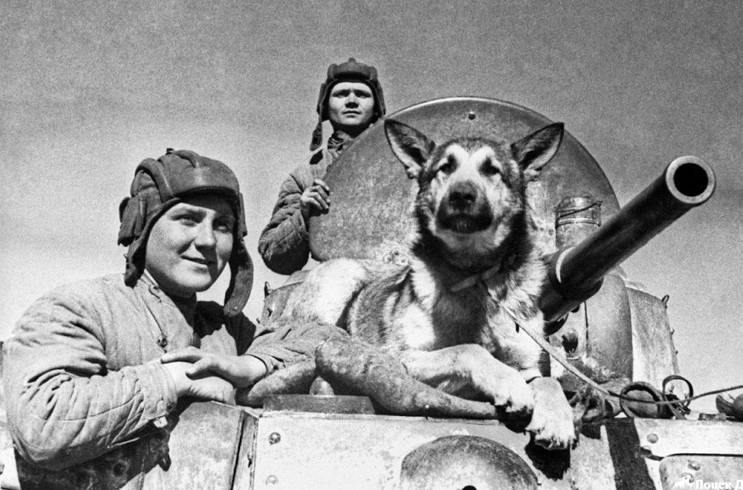 Фоторассказ о собаках – героях Великой Отечественной Войны