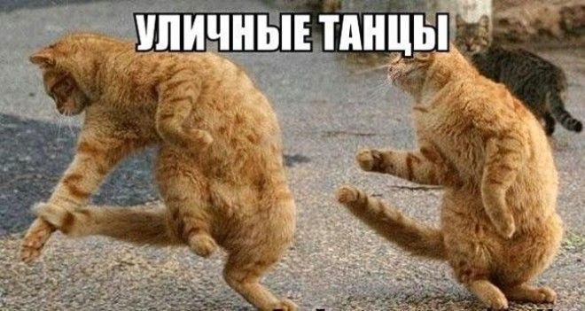 Подборка фото забавных котов и котят со смешными надписями ) Подборка фото забавных котов и котят со смешными надписями )