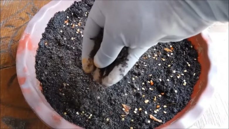 Выращиваем дома острые перчики «Чили» огород на подоконнике