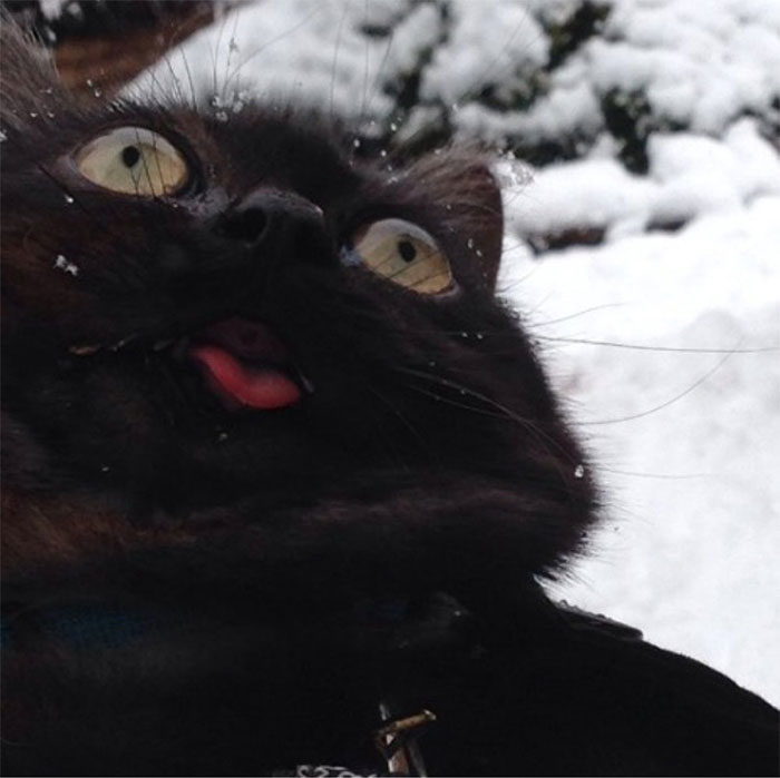 I Don't Think He Likes That Whole Winter Idea