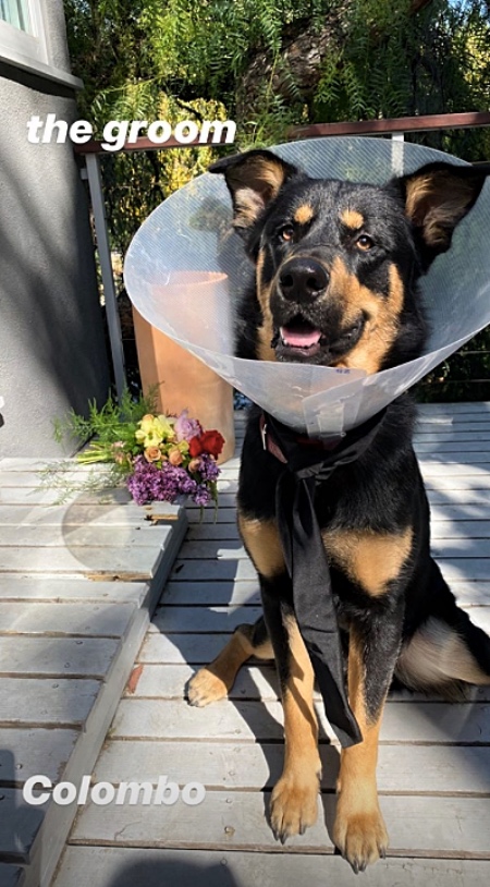 Собачья жизнь: Эмили Ратажковски провела необычную свадебную церемонию Звезды,Новости о звездах