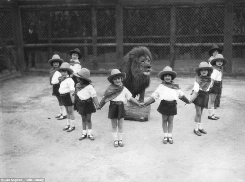 Знаменитая "голливудская львиная ферма": архивные фотографии 1925 - 1942 гг архивные снимки, архивные фото, дрессированные, дрессировщик, лев, львы, сша