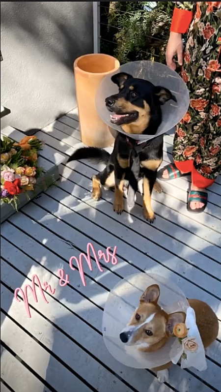 Собачья жизнь: Эмили Ратажковски провела необычную свадебную церемонию Звезды,Новости о звездах