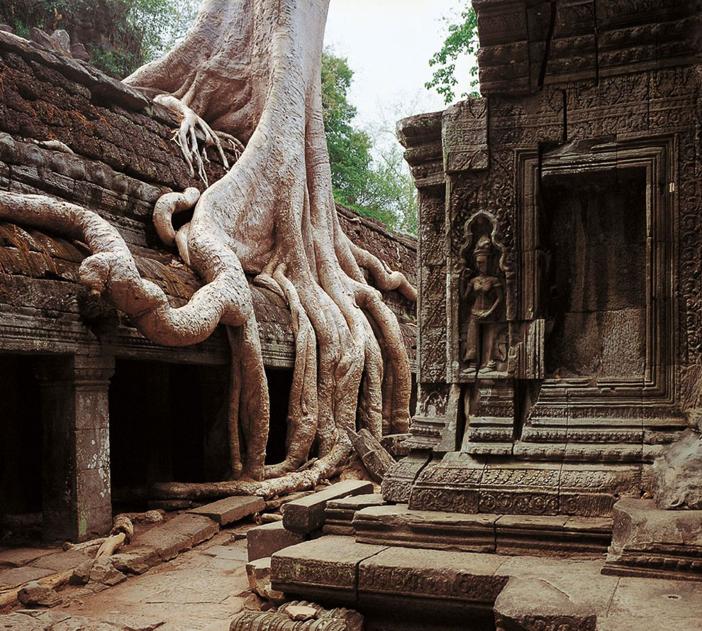 Камбоджийский храм Та Пром (Ta Prohm) и гигантские деревья