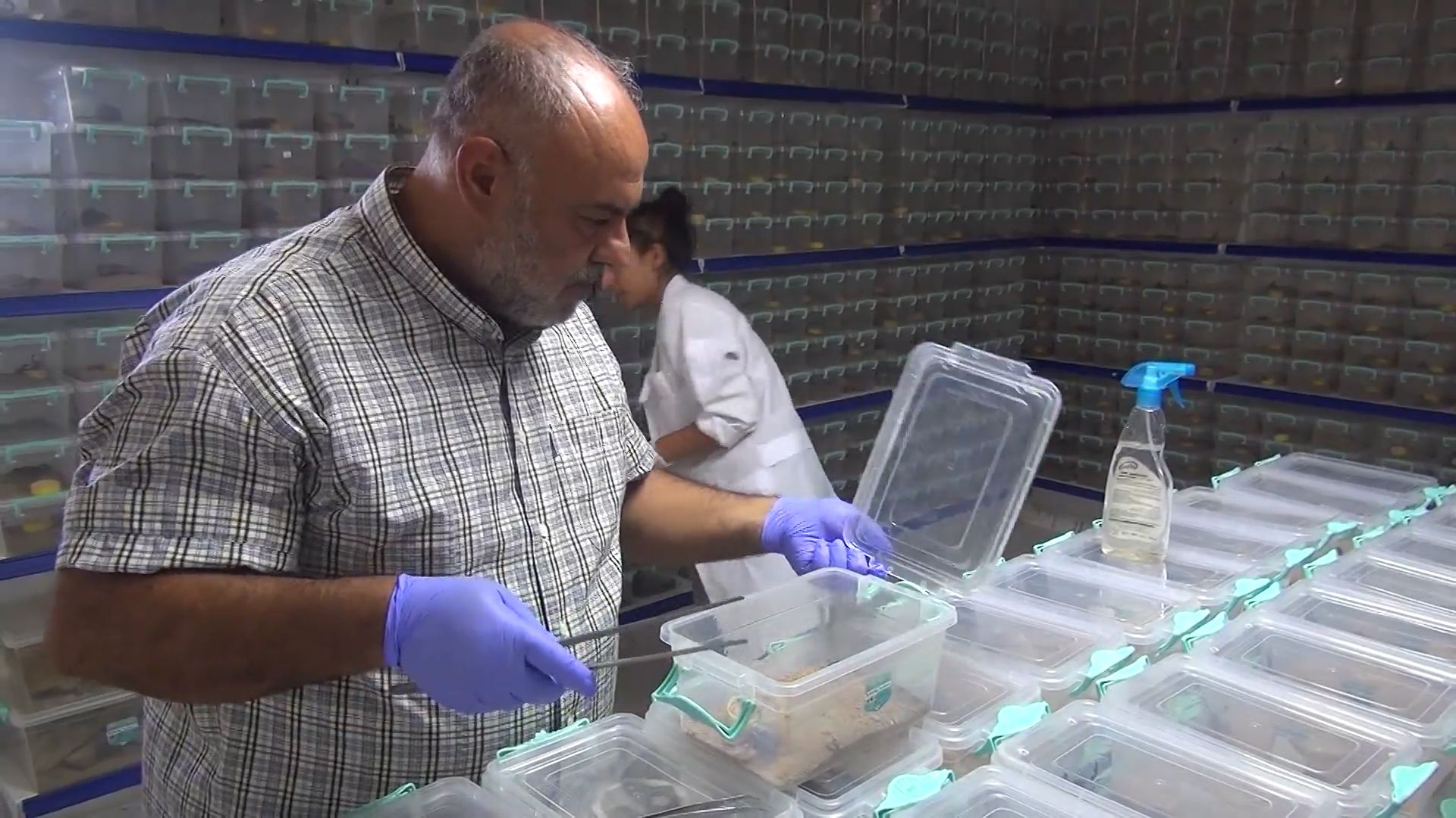Ферма в Турции производит яд скорпионов Видео,Репортажи,ФАН-ТВ