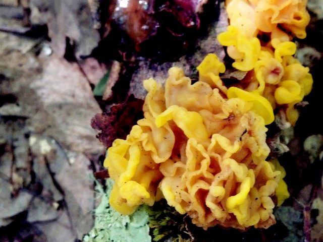 Дрожалка оранжевая (Tremella mesenterica)