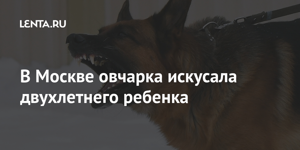 В Москве овчарка искусала двухлетнего ребенка проверки, Москвы, вместе, будут, собака, причины, ветеринарных, прокурорского, приняты, оснований, наличии, результатам, правил, животными, произошедшего, обращении, реагирования2, законодательства, обстоятельства, требований