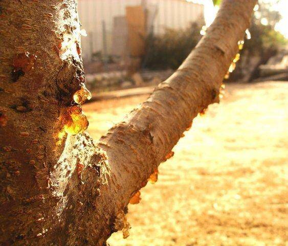 Вкус детства Вкус детства